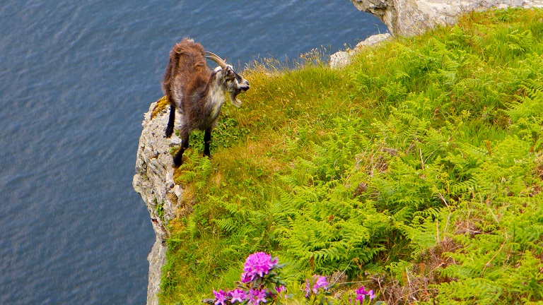 One of the Valley of the Rocks' famous feral goats perching on the edge of the cliff